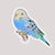 Blue Budgerigar